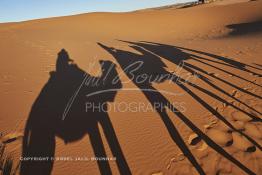 Image du Maroc Professionnelle de  L'ombre d'une caravane avec son guide et ses touristes au lever du soleil sur les dunes de sable du Sahara à Merzouga dans la région de Drâa-Tafilalet au Sud Est du Maroc, le long de ce que l'on appelle la route des mille kasbahs, Dimanche 5 mars 2017. De nombreux touristes visitent les dunes de Merzouga à l’aube pour contempler la beauté du lever du soleil sur les dunes de sable du Sahara. (Photo / Abdeljalil Bounhar 